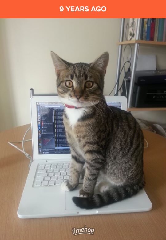 ScoobyySue's tweet photo. How time flies! #LordTubbington #Tubbie #ourcat #CatsofTwitter https://t.co/tZAbDodXKl