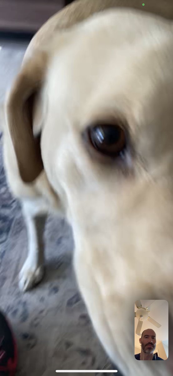 MrAndrewCotter's tweet photo. This first trip abroad in a couple of years has reminded me how FaceTime just doesn’t work with them. https://t.co/ArMbc4pr4y