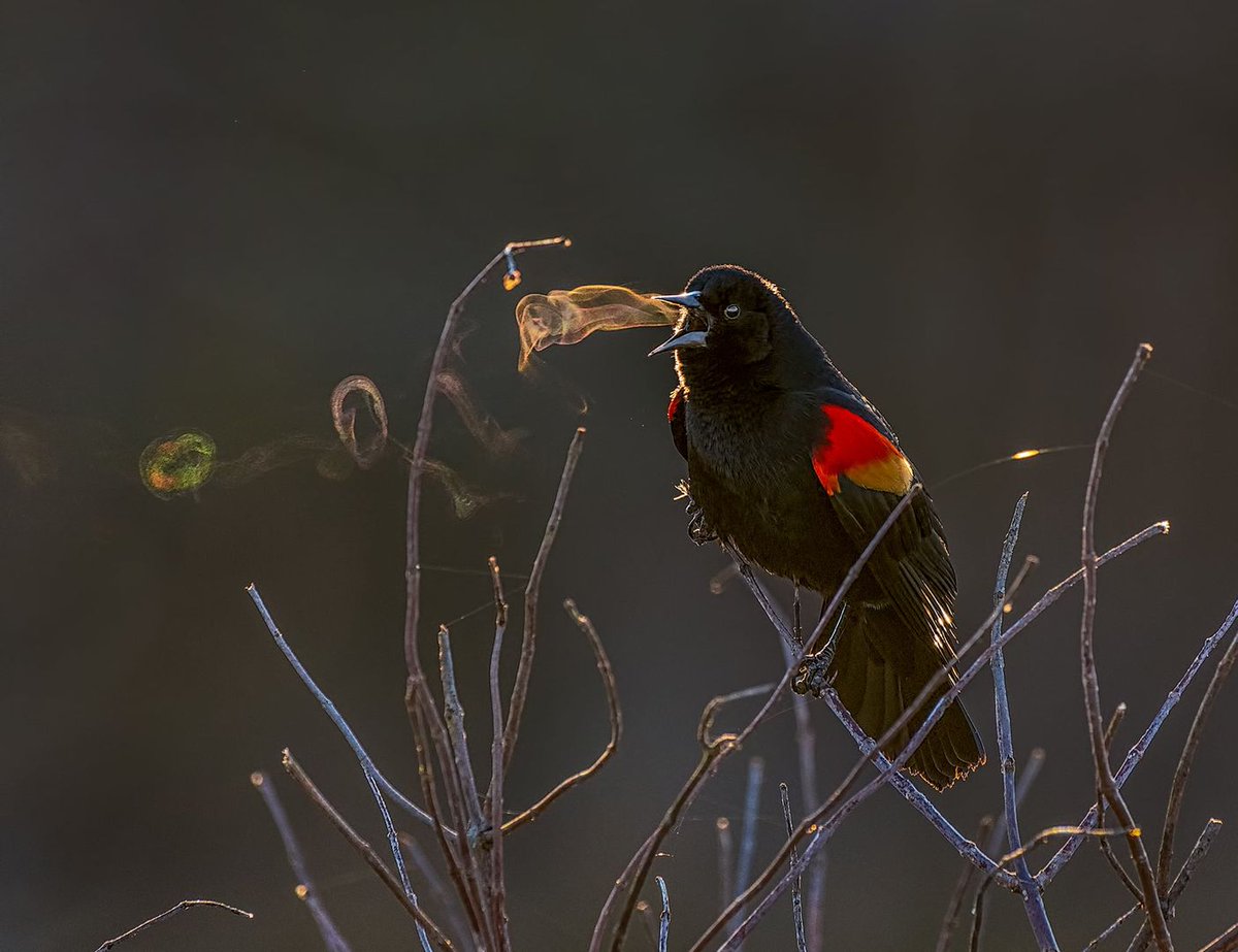 maximaxoo's tweet photo. #Science #Art: in the #FrigidMorning air, a singing #RedWing blackbird blows impressive #rings
https://t.co/vADuuzTYud via @Colossal https://t.co/wftmpuTAgh
