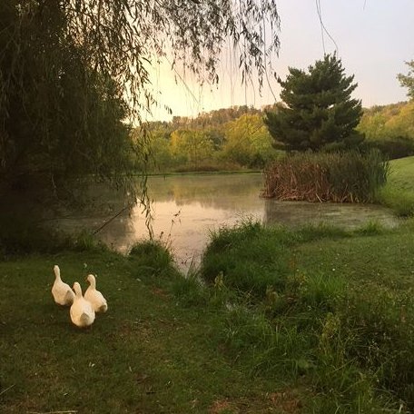 littleskyofme's tweet image. [UP!] #17thspring 🐣🌳𝘊𝘩𝘢𝘱𝘵𝘦𝘳 𝟩
bit.ly/37yrN78

⸻

วันนี้เป็นวันที่ม่านมีเพื่อน ได้ทำอะไรแปลกใหม่กับทุกคนเป็นครั้งแรก

ม่านไม่เคยรู้สึกดีใจขนาดนี้มาก่อนเลย

คุณยายครับ วันนี้ม่านได้จับเป็ดกับเพื่อนๆ ด้วยล่ะ! เห็นไหม!

⸻

✿ แวะมาอัพน้องม่านแล้วคับ!