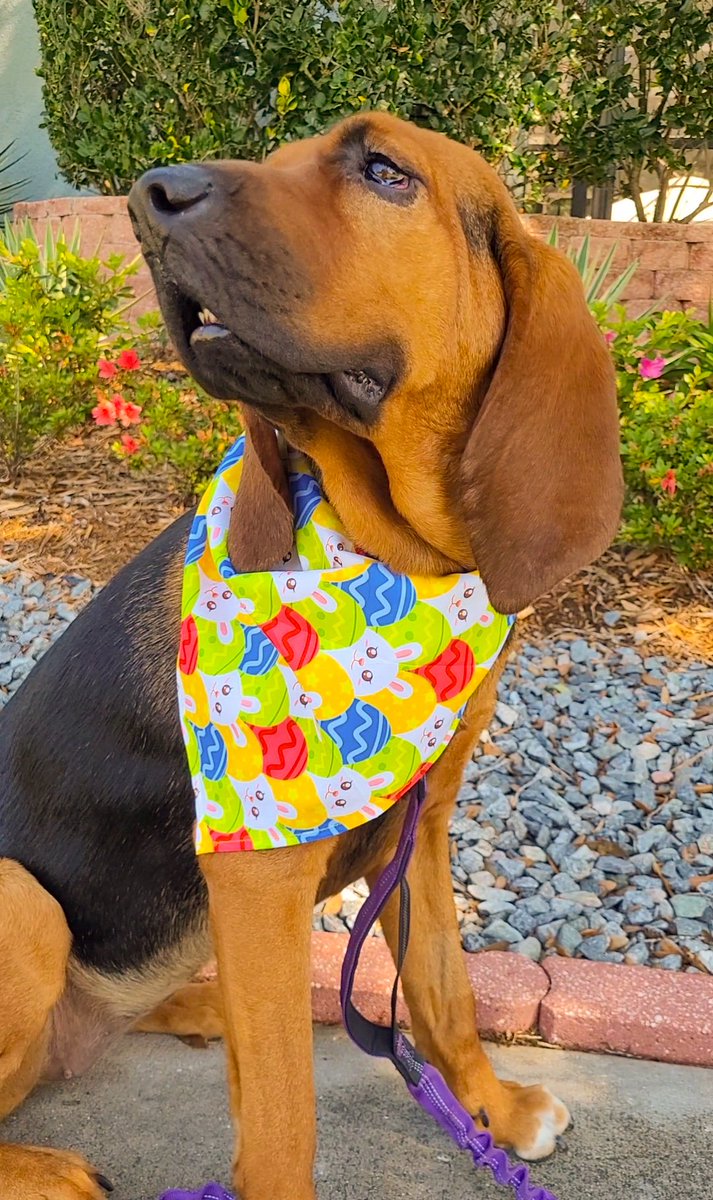 Spring air smells so good! Who wants to go sniffing with me?  #dogsoftwitter #floridalife #floridadog #Bloodhounds