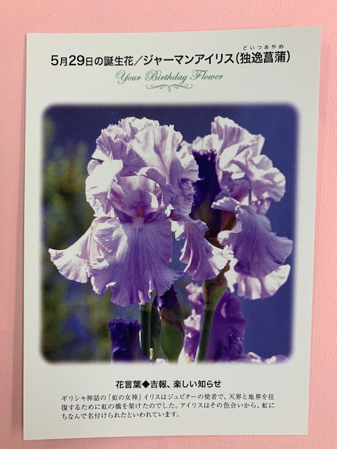 紀伊國屋書店 梅田本店 Al Twitter 誕生花ポストカード 5 29の 誕生花 は ジャーマンアイリス アイリスはその色合いから 虹にちなんで名付けられたといわれています 花言葉 は 吉報 楽しい知らせ 只今文具売り場にて 誕生花ポストカード販売中 Y I