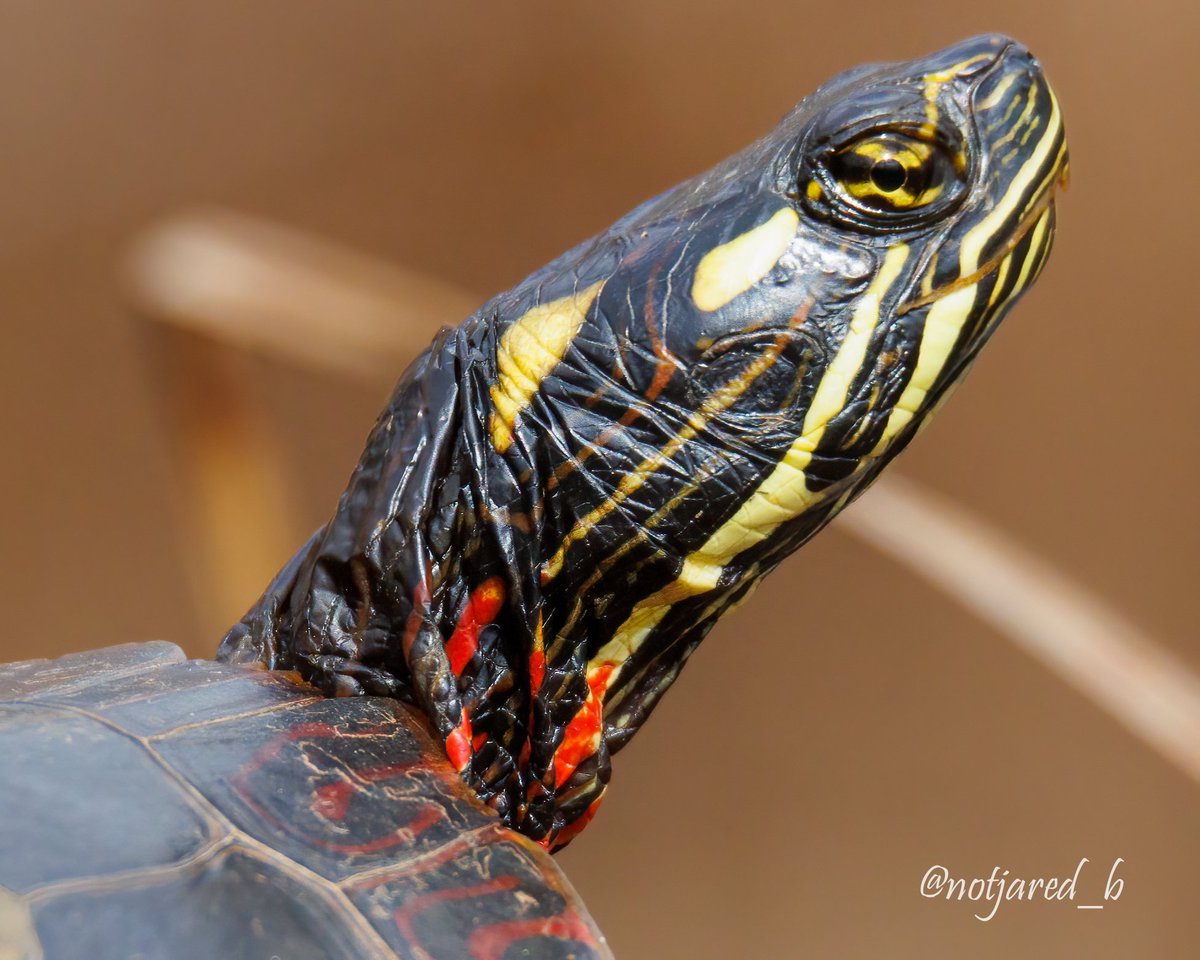 notjared_b's tweet image. Turtle textures #AprilTextureChallenge