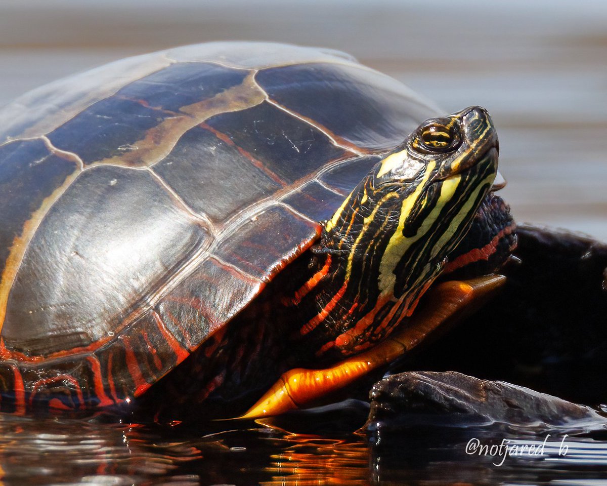 notjared_b's tweet image. Turtle textures #AprilTextureChallenge