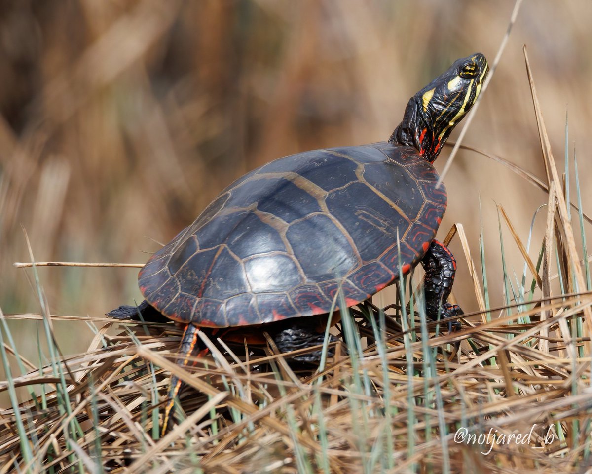 notjared_b's tweet image. Turtle textures #AprilTextureChallenge