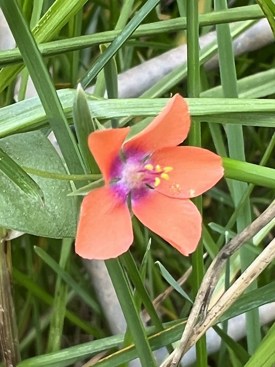 Callen9162's tweet photo. Just every now and then I feel like I need to yell. I need to yell something. NFTS ARE FUCKING DUMB AND SO RIPE FOR SCAMMING EVERYONE. Ok. Here’s a pic of a flower thanks 🙏🏻 https://t.co/BF7VeiBd13