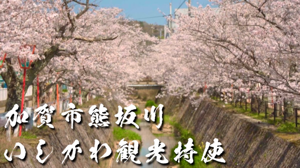 kaga5298's tweet photo. どこの桜も綺麗ですね^ ^

いしかわ観光特使 春の訪れ 加賀市大聖寺熊坂川桜並木/Kaga City Daishoji Kumasaka River Cherry Blossom Trees
https://t.co/zDByttLyur

#いしかわ観光特使
#桜並木
#お花見 https://t.co/Ijbsl1Er7F