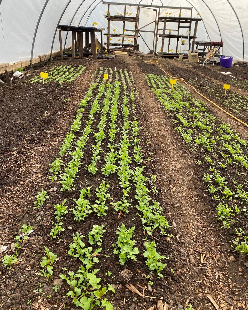 Our organically grown produce is romping away! 

Get in touch if you’re interested in accessing the freshest local produce grown here at our site by Kinghorn Loch 💚 @The_Cellar_Fife  <a href="/CellarRestRyans/">The Cellar at Ryan's</a> <a href="/roseandgrants/">Rose and Grants</a> <a href="/TheGannetGla/">The Gannet</a>  <a href="/CailBruich/">Cail Bruich</a> <a href="/TheEcology_1/">The Ecology Centre</a> <a href="/foodatFife/">Food at Fife</a>