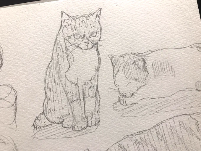 猫ばっかり描いてしまうな 