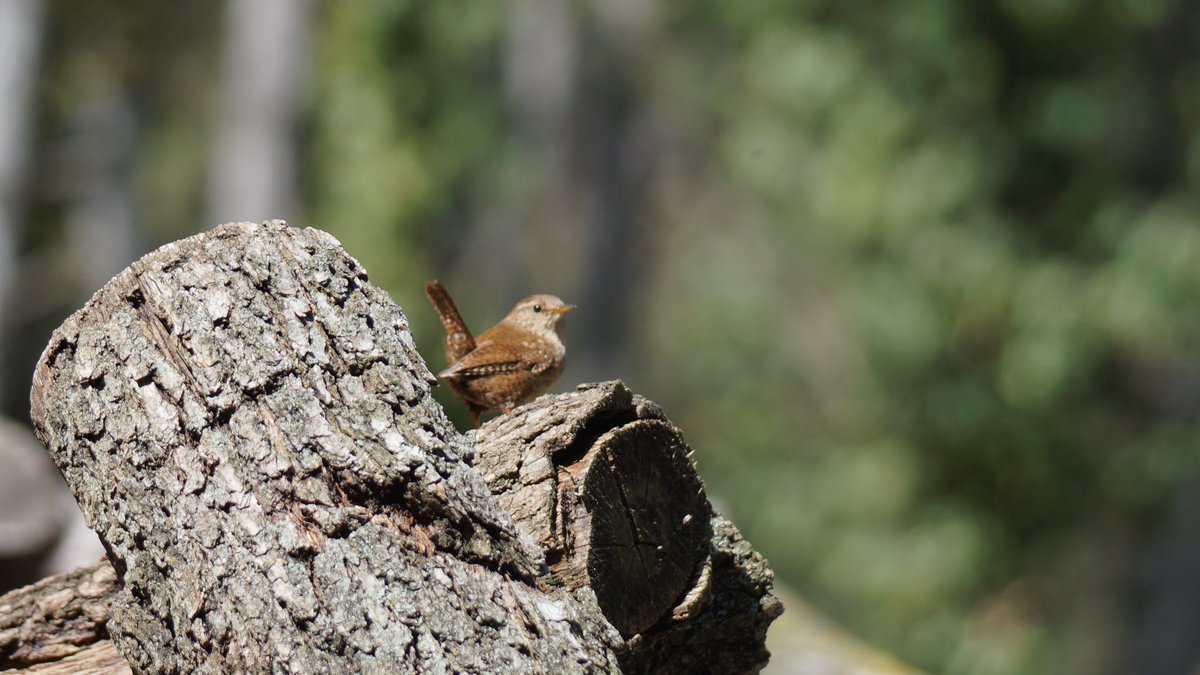 jmpicasprat's tweet photo. No paren quiets! #cargolet #troglodytestroglodytes #troglodytes #ocells #ocellsdavui #seleccióocellsdavui #birds #casserres #berguedà @birdcatalunya https://t.co/IC10mvMrmU