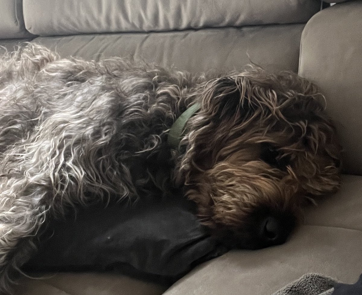 Ruhe, ich hab Sonntag!🐾