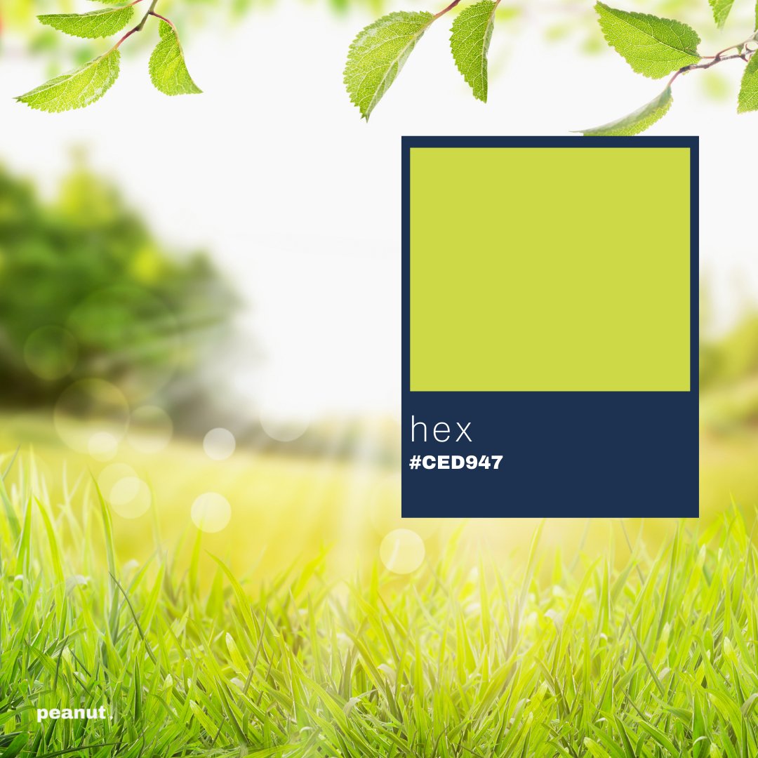 peanut_designs's tweet photo. #CountdownToSpring 

What a beautiful colour. This green. Lime green. Bright grass green. The colour of grass when the dew is shimmering in the morning sun. Spring is awesome.

This green is called Sour Guacamole - fun!

#PeanutDesigns #Spring #NameThatColour https://t.co/wiLXdmj9AT