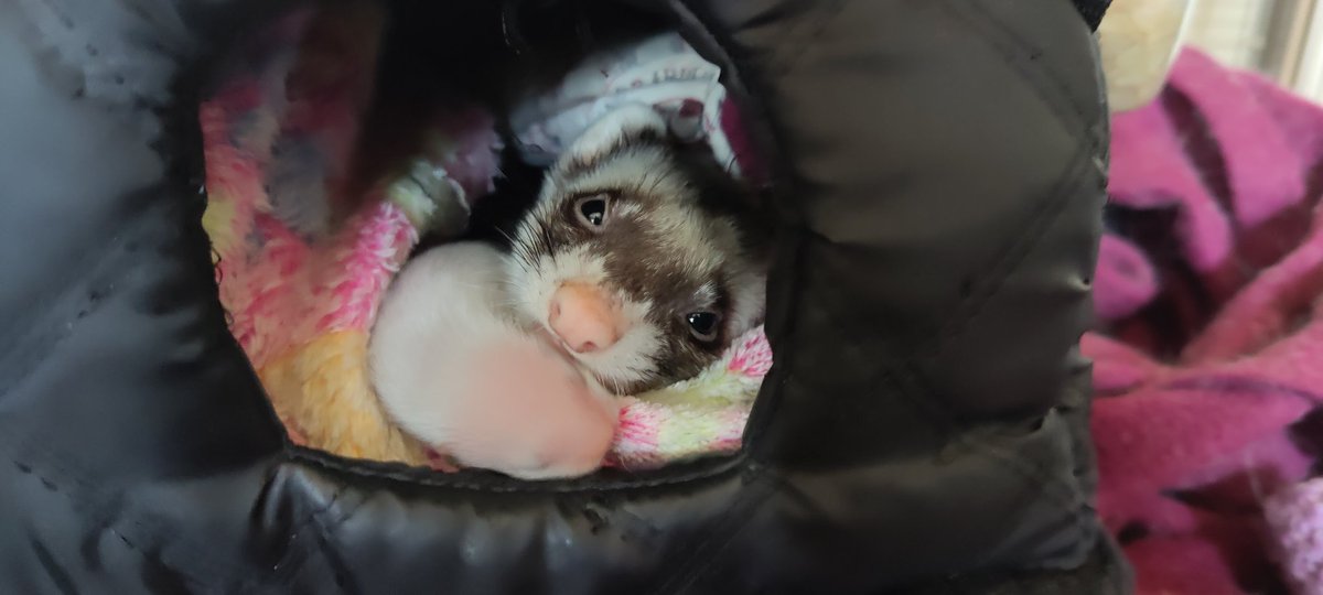 Voodannyn's tweet photo. Joro's being a fab mum, here are her and her kits. They're growing well, nearly a week old now
#ferrets #frettchen #furet #フェレット https://t.co/i1YG7O0xSZ