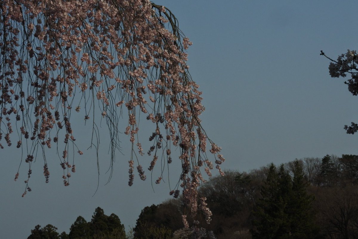 ito_katsu's tweet photo. 蛇の鼻の桜🌸も昨日今日の暖かさで一気に開花！御殿の枝垂れ桜が満開ピーク❗️ 2022.4.10.

  #蛇の鼻　#桜　#空ネット　#本宮市　#蛇の鼻御殿　#彫刻　#黒柿板の階段 https://t.co/40YfMlFhBZ