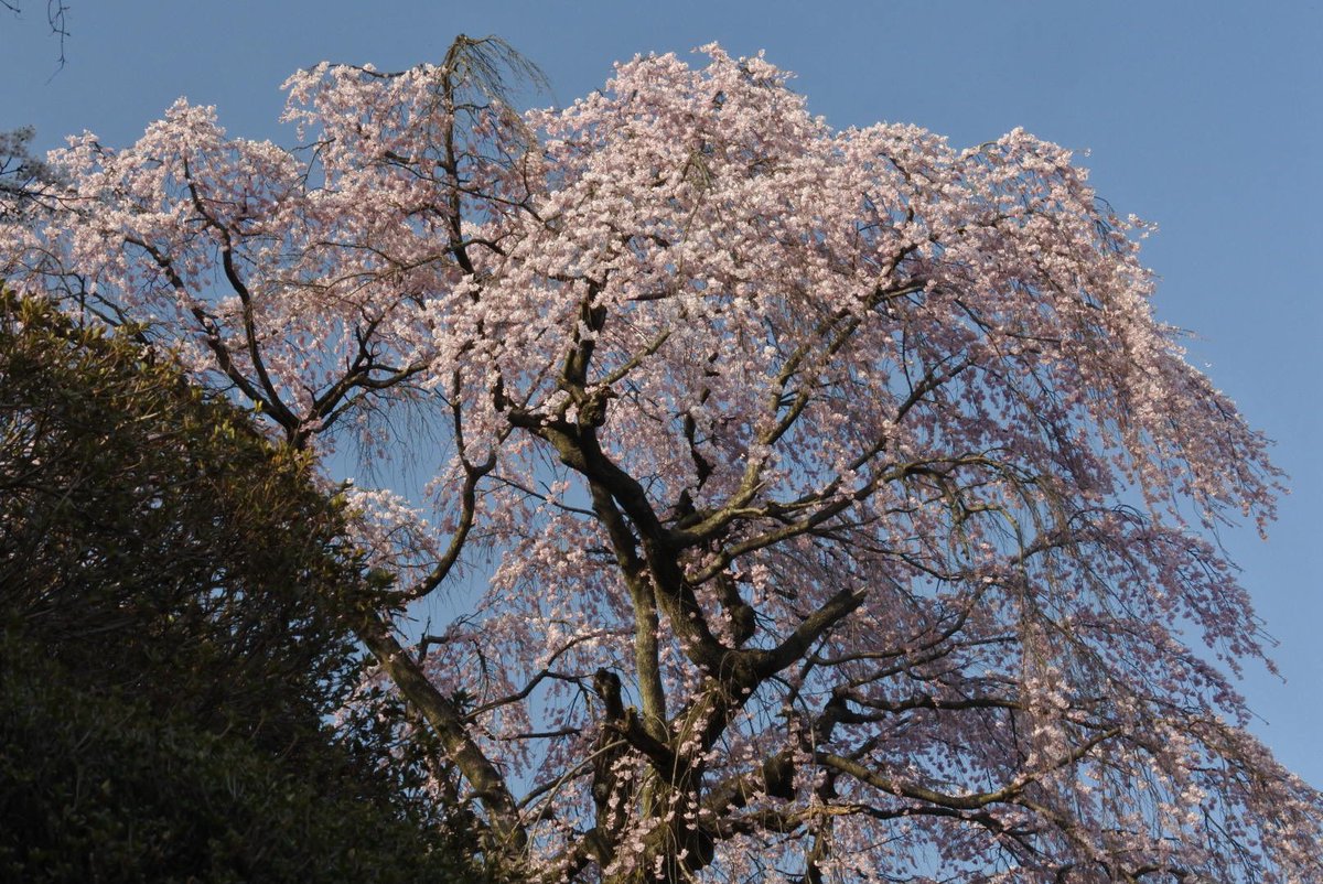 ito_katsu's tweet photo. 蛇の鼻の桜🌸も昨日今日の暖かさで一気に開花！御殿の枝垂れ桜が満開ピーク❗️ 2022.4.10.

  #蛇の鼻　#桜　#空ネット　#本宮市　#蛇の鼻御殿　#彫刻　#黒柿板の階段 https://t.co/40YfMlFhBZ