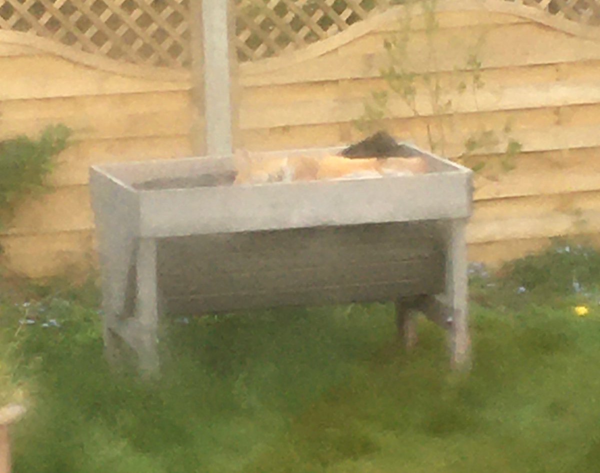 My mum found a beautiful cheeky fox asleep in her vegetable trough 🦊😍<a href="/ChrisGPackham/">Chris Packham</a>