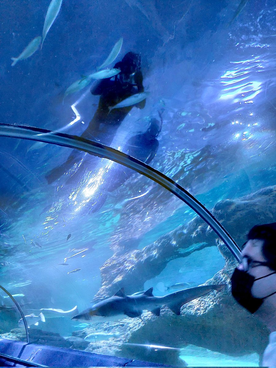 TylerAddison17's tweet image. My time at aqwa. Yes that&apos;s my dumb ass with the camera in the tank