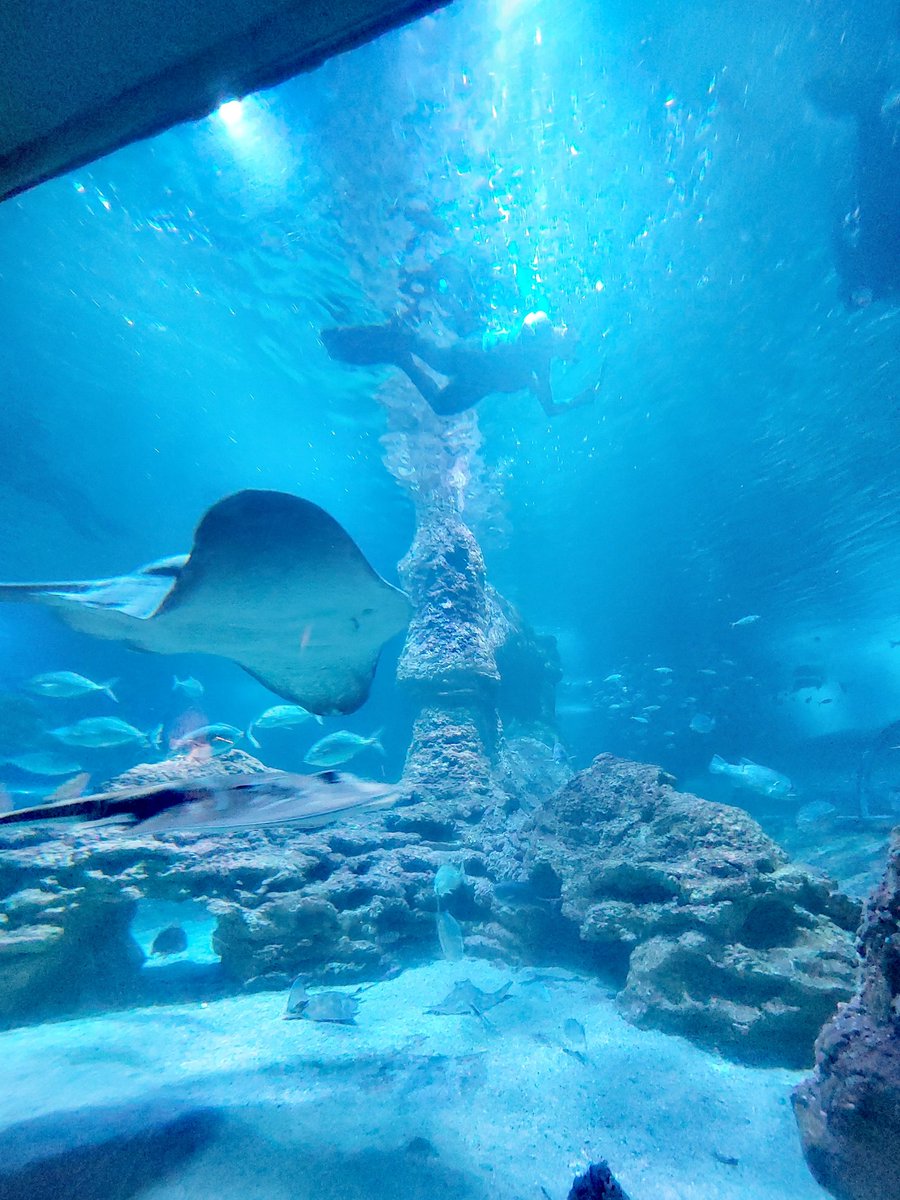 TylerAddison17's tweet image. My time at aqwa. Yes that&apos;s my dumb ass with the camera in the tank