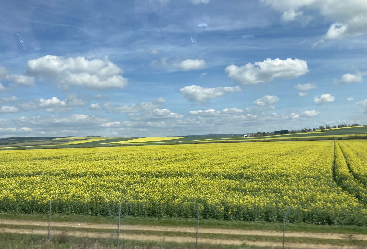 Le colza en fleurs… magnifique.
Et on va en avoir besoin.