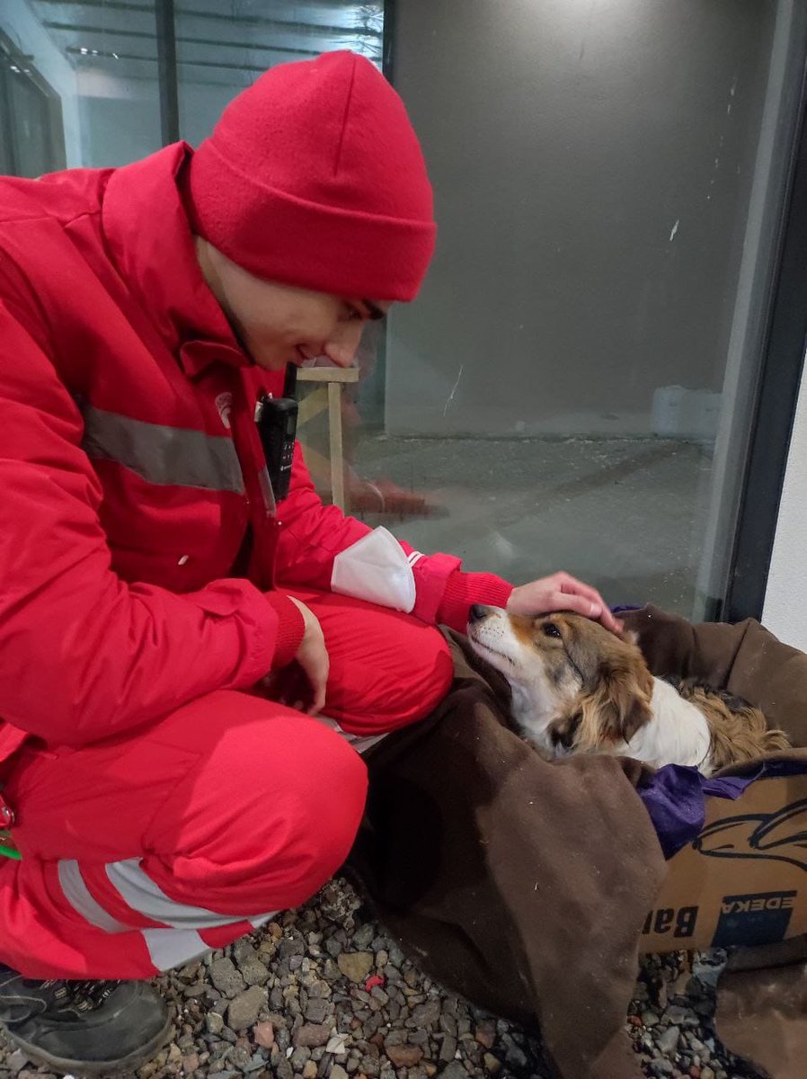 IFRC_Europe's tweet photo. Khrystina has become the unofficial mascot of the Ukrainian Red Cross branch in Uzhhorod. A stray puppy, she befriended the volunteer team and now provides her own version of psychosocial support. #Ukraine #mentalhealth #animaltherapy https://t.co/DkTIEh4gDJ