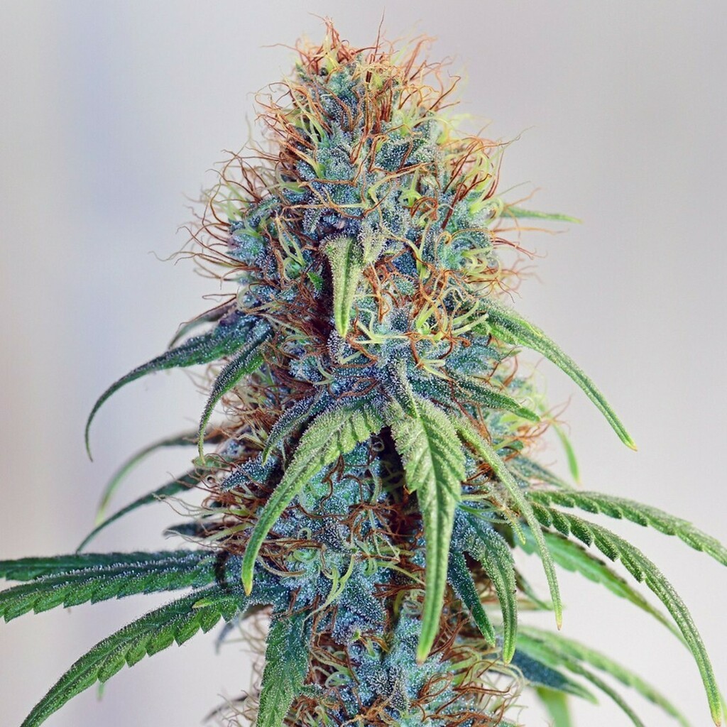 Mr Nice Seedbank has some superb phenotypes coming out of the Rock n Roller series. This is one from a forum member of The Stones. Apparently it is aromatic and stinky at the same time and seriously strong in affect! Sounds like a good herb for a beautiful Sunday walk.....en…