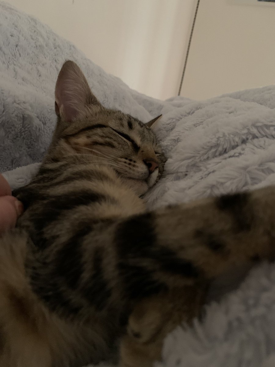 🐱💙