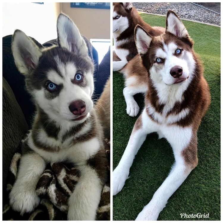 Husky Lover tweet media