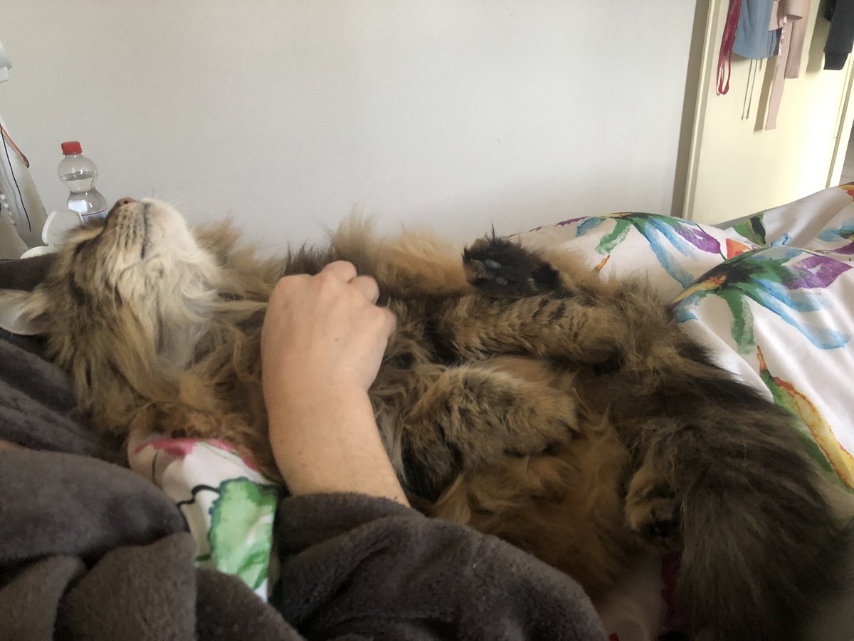 WicharD66's tweet image. #Kattenspam #Samspam ##Siberische #kat