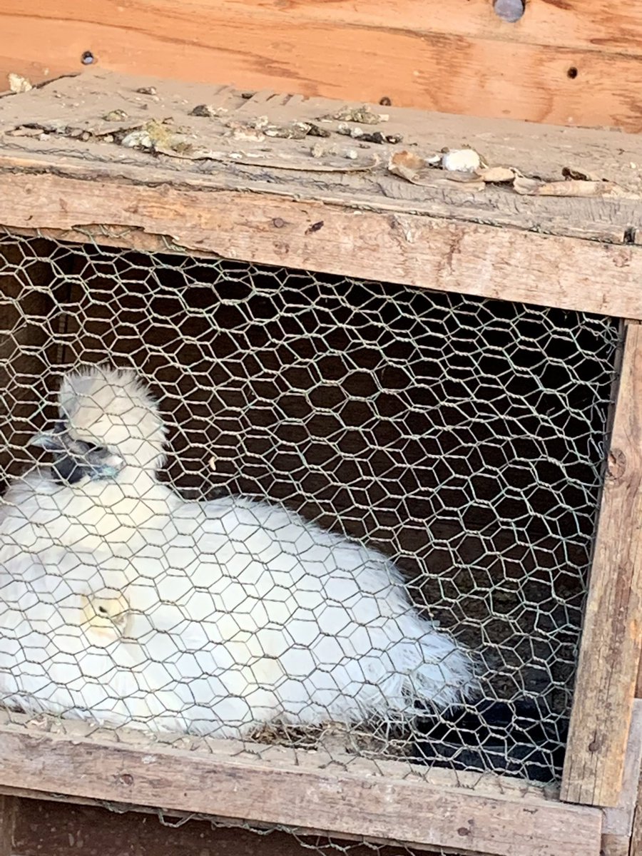 Jean Luc Picachu Cv 麦人 Jeanluc Picachu Twitter