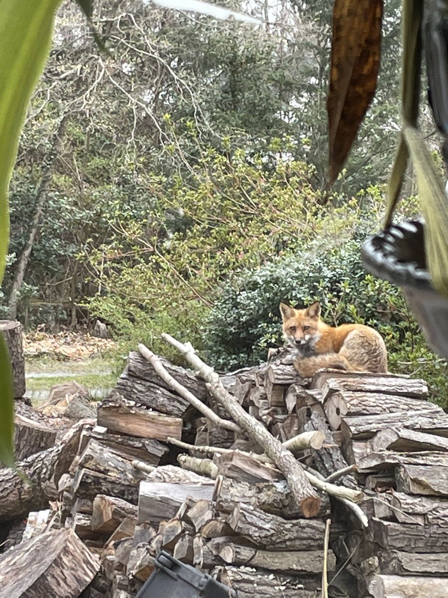 RouhiRoo's tweet photo. Theyโre backkkkkk #babyfoxes #mamarulestheroost #foxpups https://t.co/pwWpfx7aBt