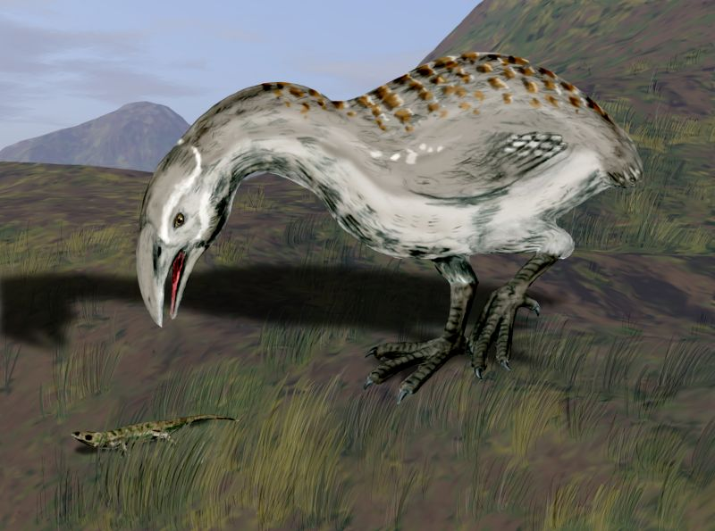 ZealandEarly's tweet photo. #ExtinctNZBirds
North Island & South Island Adzebill - Flightless, approx. 80 cm in length with a weight of 18 kg, making them about the size of small moa. Extinct before arrival of European explorers. Fossils have only been found in lowlands. Most likely an omnivore. Wikipedia https://t.co/ShWRvz6jkA