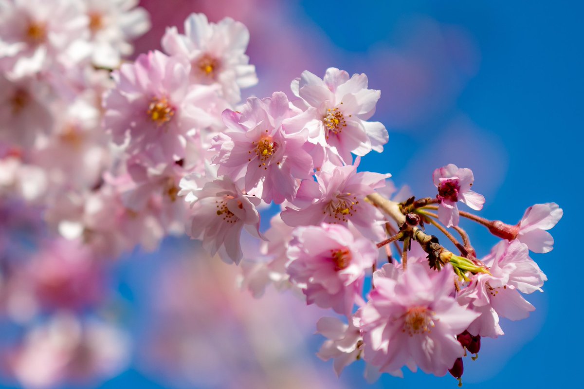 dadand_rs's tweet photo. 枝垂れ桜
#枝垂れ桜
#さくら　
#eos80d
#Tamron70200
#写真好きな人と繋がりたい https://t.co/AMHnfDeVbQ