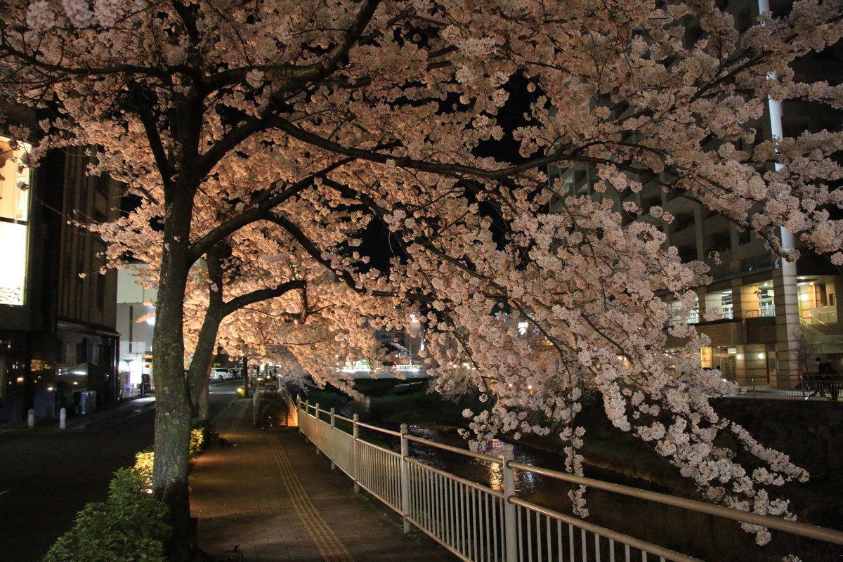 夜桜が見頃です。
#桜
#cherryblossoms 
#Fleursdecerisier
#cerisier