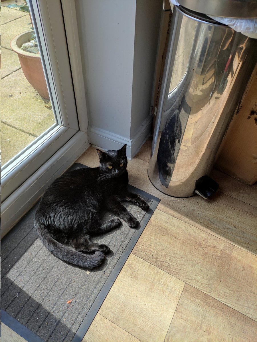clydebestsboots's tweet photo. #Sunsoaking and having a #Hedgewatch from the mat!¡
Love Kitty xxx #CalicoCrew
#CatsOfTwitter
🐈⬛🐈⬛🐈⬛
❤️❤️❤️
🐾🐾🐾
@ShivaandJaya @Hedgewatchers @2PlymouthCats @lindadixon47 @Mousefan98 @DomainDoris @catgirlx1893 @bigmacdturtle @Odin_twt @loviemylover @BruceShark5 https://t.co/l1DrEGdZLG