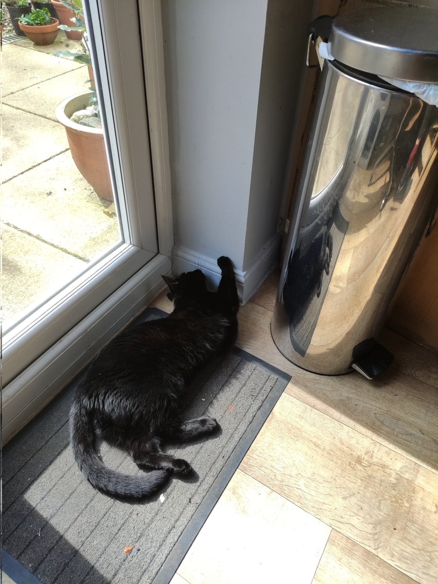 clydebestsboots's tweet photo. #Sunsoaking and having a #Hedgewatch from the mat!¡
Love Kitty xxx #CalicoCrew
#CatsOfTwitter
🐈⬛🐈⬛🐈⬛
❤️❤️❤️
🐾🐾🐾
@ShivaandJaya @Hedgewatchers @2PlymouthCats @lindadixon47 @Mousefan98 @DomainDoris @catgirlx1893 @bigmacdturtle @Odin_twt @loviemylover @BruceShark5 https://t.co/l1DrEGdZLG