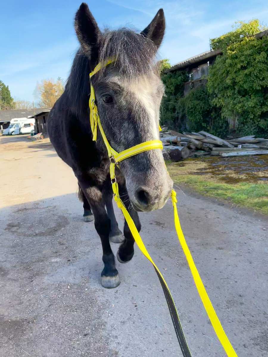JoannaHolland80's tweet photo. So 2 ladies at the yard got us a present this morning π₯° a yellow #bitless Bridle π₯° they knew I wanted one but they donβt do them in that colour anymore so they made it themselves out of old bridles β€οΈ just love them π₯° #DreamersJourney #Bodminmoorpony https://t.co/sdHtdsOukl
