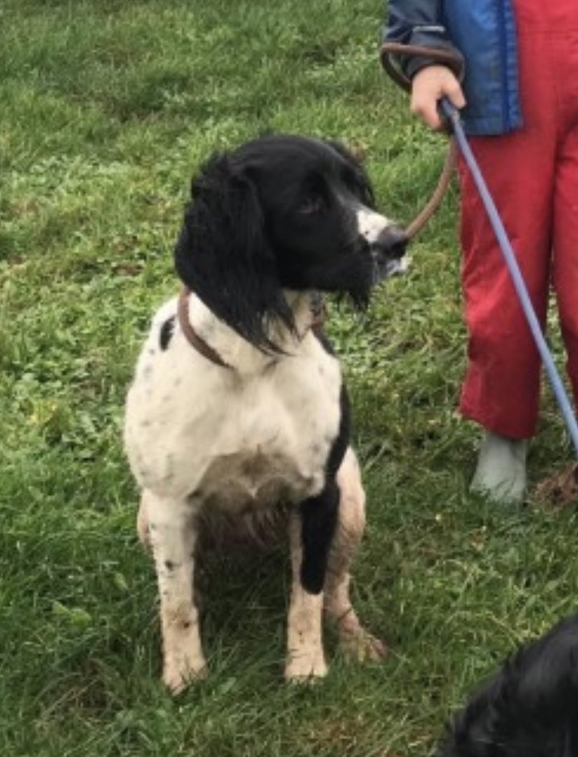 rosieDoc2's tweet photo. ‼️LILY IS STILL NOT HOME AFTER GOING MISSING 4/3/22 FROM #Bow / #Coleford area #Crediton #DEVON #EX17 SOUTH WEST
Female / young adult black & white #ESS
Lily / Lil featuring in #CountrymansWeekly 6/4/22
https://t.co/WN9MMZVmrd https://t.co/x3Btzvl6YJ