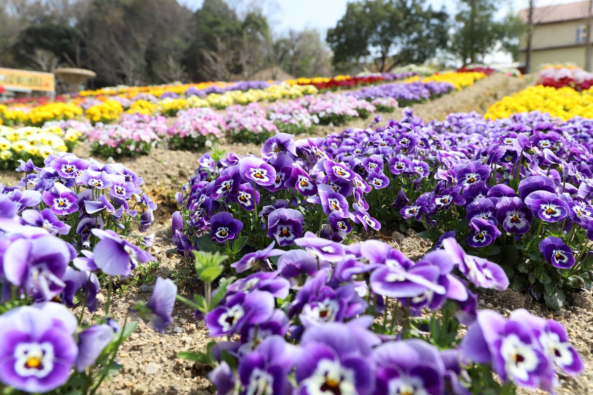 街のエリアのお花畑🌼🌿 いろんなお花がキレイに咲いて 園内が春色に🌸 お出かけにぴったりの時期です👒