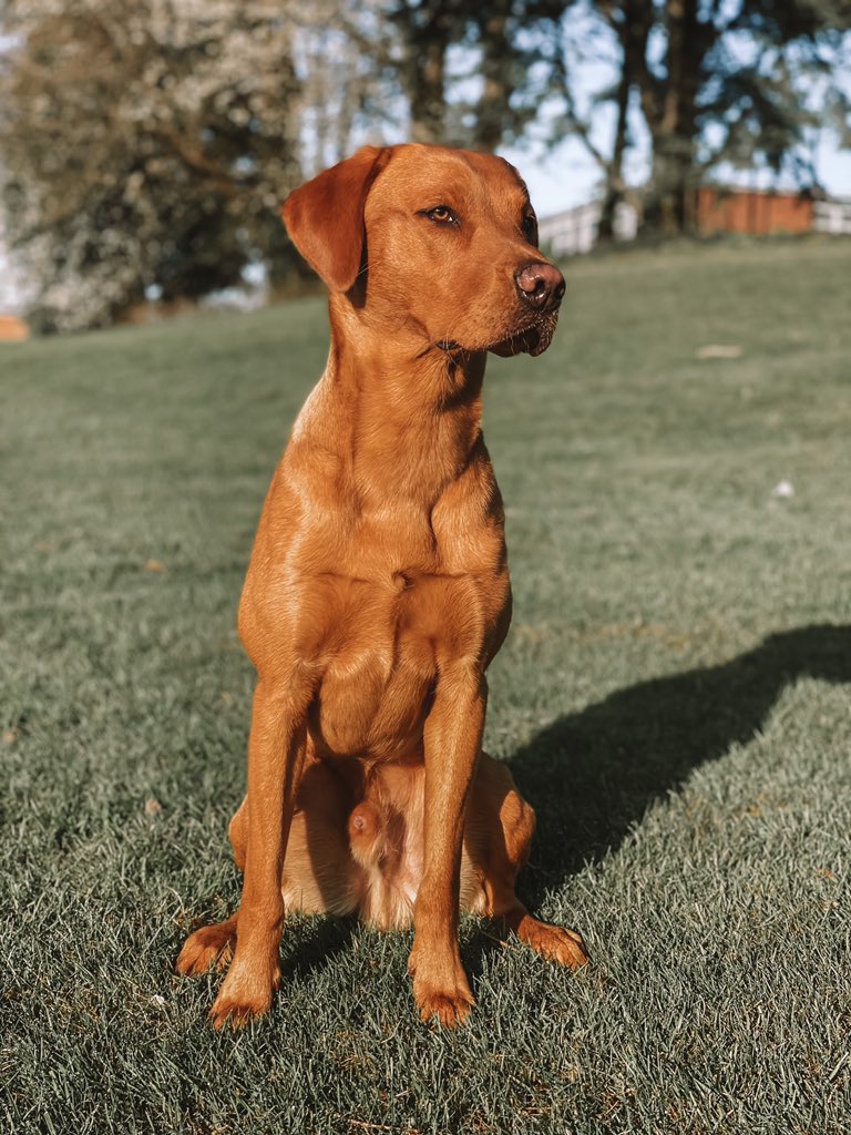 Bailey 🐾 tweet media