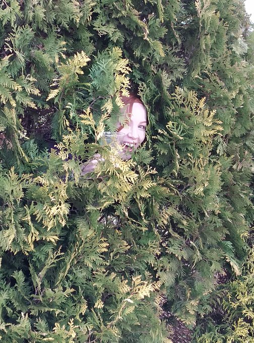 I was curious if I could disappear into this shrub https://t.co/G6c2vl1TNC