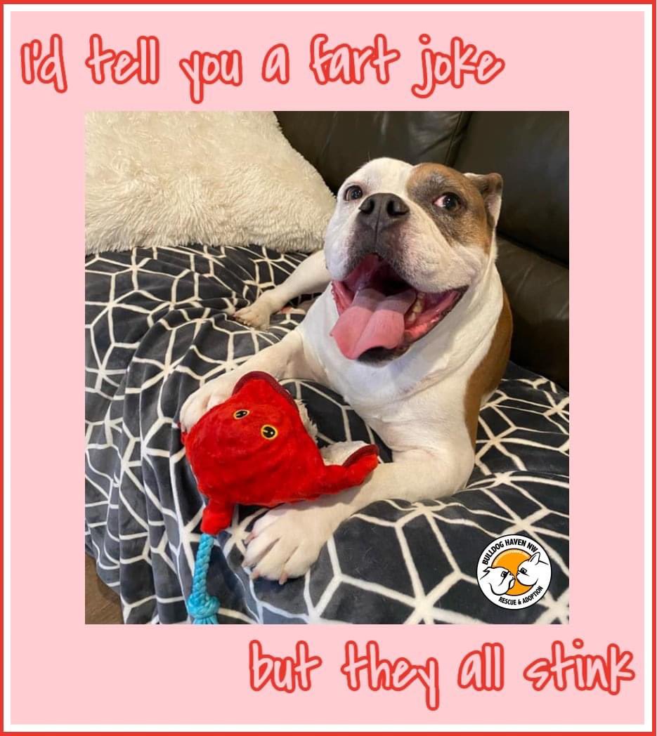 BulldogHavenNW's tweet photo. Happy Dog Farting Awareness Day!!
#randomholidays #funnydogmeme
https://t.co/gIVYMUULhQ https://t.co/Hvv2RJIb6g