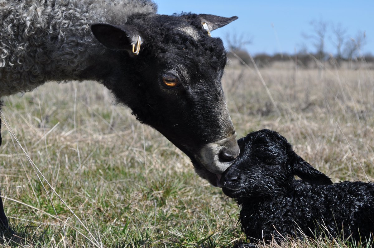 SheepGoatBook's tweet photo. It's ages since we last posted-suddenly it's lambing time and we need a book image! Here again is a wonderful photo from Ebba Schwan and Karin Olofsson in Gotland, Sweden. Buy the book for only £10 (£15 for non UK) inc P&amp;P from: https://t.co/PuaLXzAVZM  @Sheepvetsoc @Moreduncomms https://t.co/PMjQTVYub7