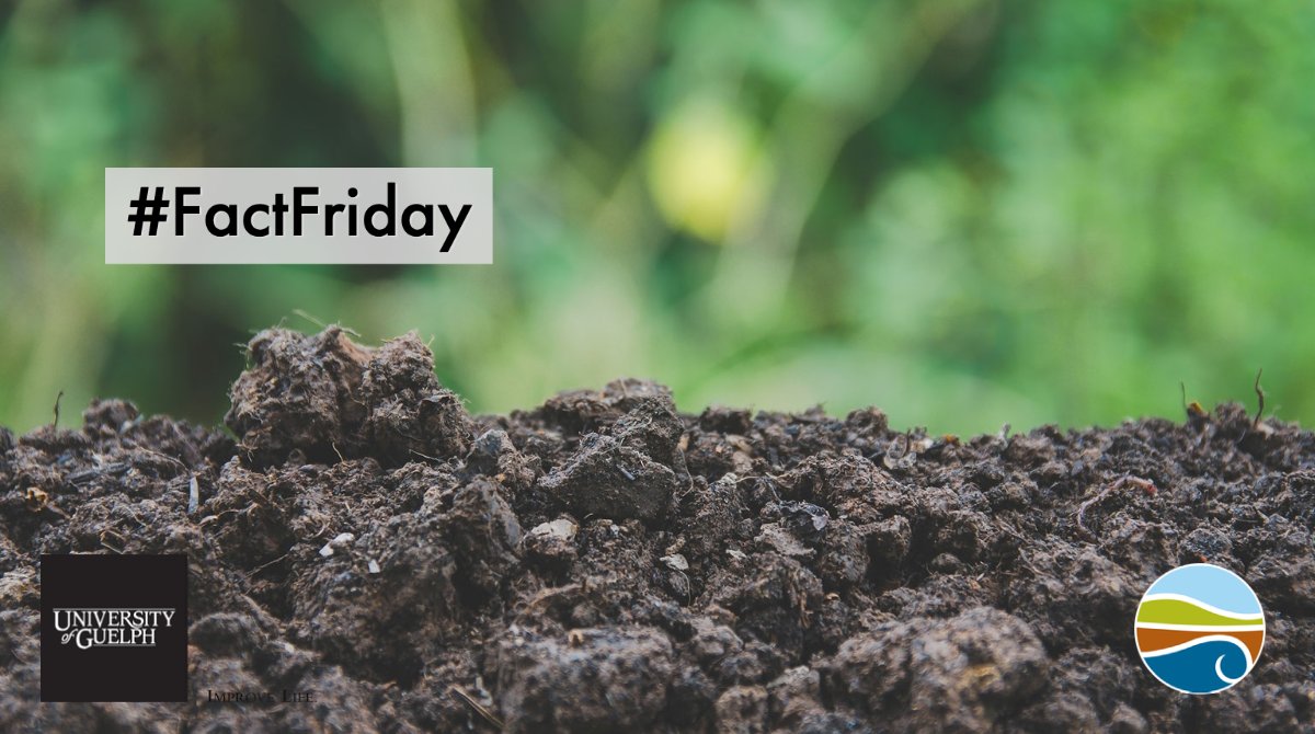 School of Environmental Sciences (@uofg_ses) on Twitter photo Did you know that #soil can store much more #carbon than the atmosphere?
Therefore, land management strategies that help preserve soil carbon are key for #ClimateChange #mitigation.
Want to learn more? ses.uoguelph.ca/news/2020/11/c…
#UofG #FactFriday <a href="/UofGuelphOAC/">Ontario Agricultural College</a> <a href="/LauraVanEerd/">Dr. Laura Van Eerd</a> Did you know that #soil can store much more #carbon than the atmosphere?
Therefore, land management strategies that help preserve soil carbon are key for #ClimateChange #mitigation.
Want to learn more? ses.uoguelph.ca/news/2020/11/c…
#UofG #FactFriday <a href="/UofGuelphOAC/">Ontario Agricultural College</a> <a href="/LauraVanEerd/">Dr. Laura Van Eerd</a>