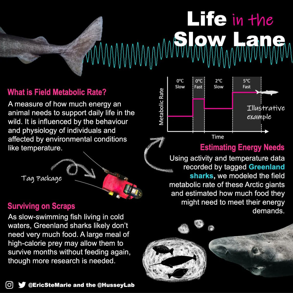 Eric Ste Marie 🦈🏳️🌈 tweet media