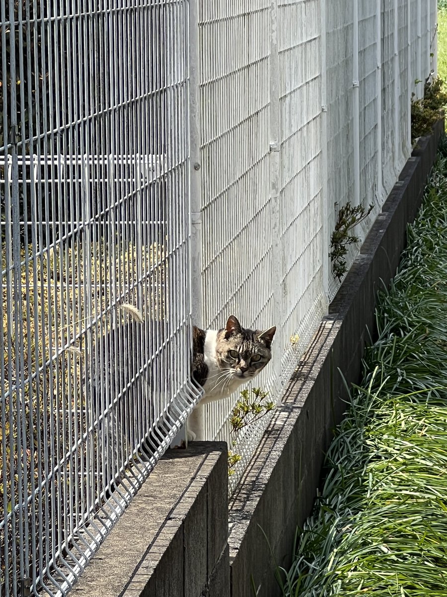 e_tk77's tweet photo. 猫 ちらっ #iPhone
#写真好きな人と繋がりたい #カメラ好きな人と繋がりたい #tokyocameraclub #photography #streetphotography https://t.co/6t9zlB1R1p