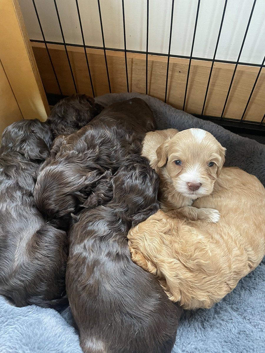 DoodlesquadNFT's tweet photo. Fresh out of the oven 🙆‍♀️😮‍💨🥺🥺❤️😍 #labradoodle #goldendoodle #bernedoodle https://t.co/d4k0aAIJGa