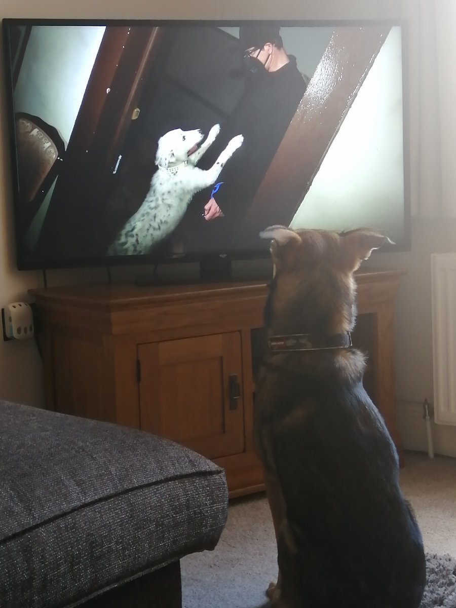 beckyj82's tweet photo. @Zak_Bagans @discoveryplus Gracie has a fan in my pup Wilfred he couldn't take his eyes off her 💙 https://t.co/rjY66oWLto