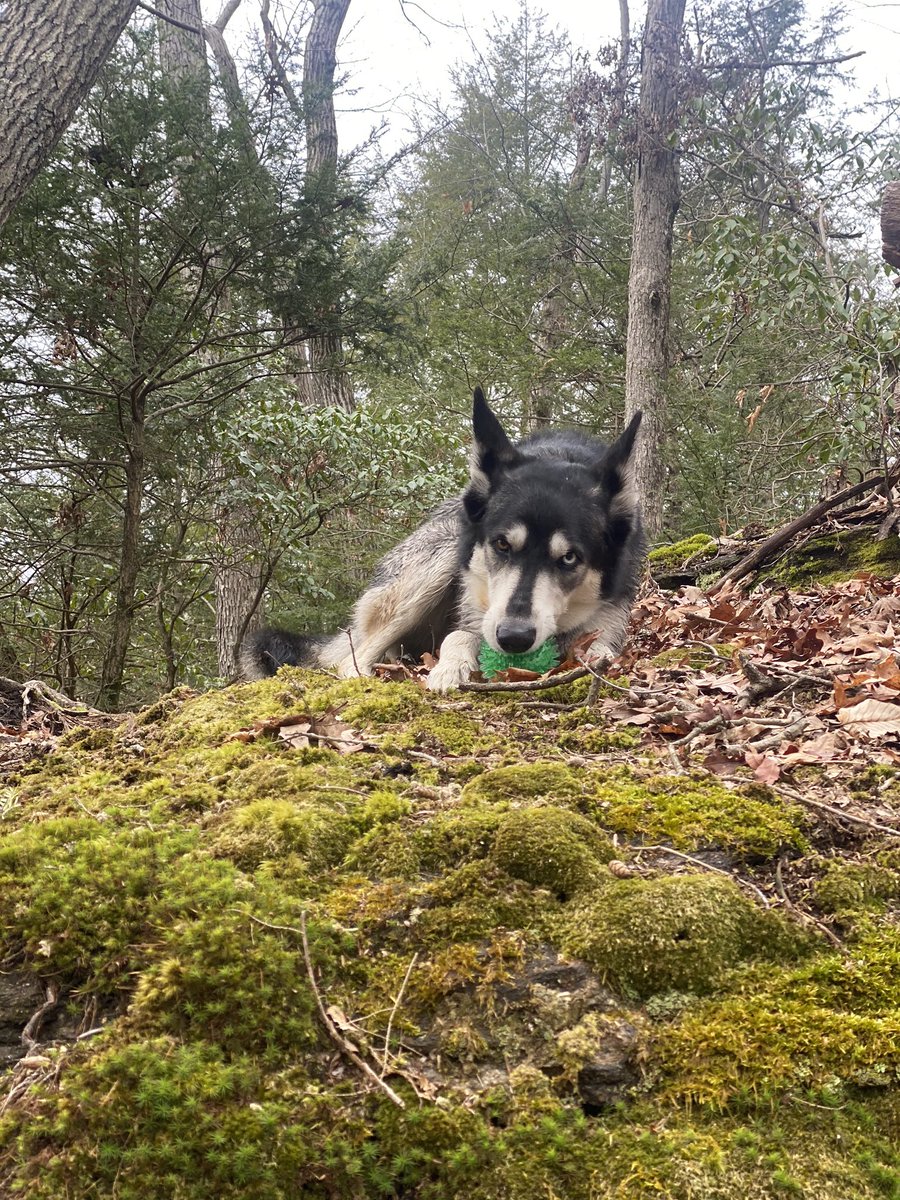 #PhotoChallenge2022April day 8 : I am obsessed and passionate about green balls 🥎🎾  #dogtwitter #twitterdogcommunity