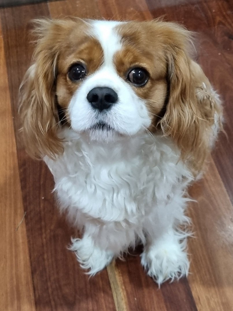 It's Benson's 4th birthday today !!! He survived a life saving operation during lockdown.....
Can you please show him some love 💙🐶
#dogsoftwitter #mybirthdayboy #twitter #ilovemydog #cavpack #happybirthday #cavalierkingcharles #dogs #DogsAreFamily
