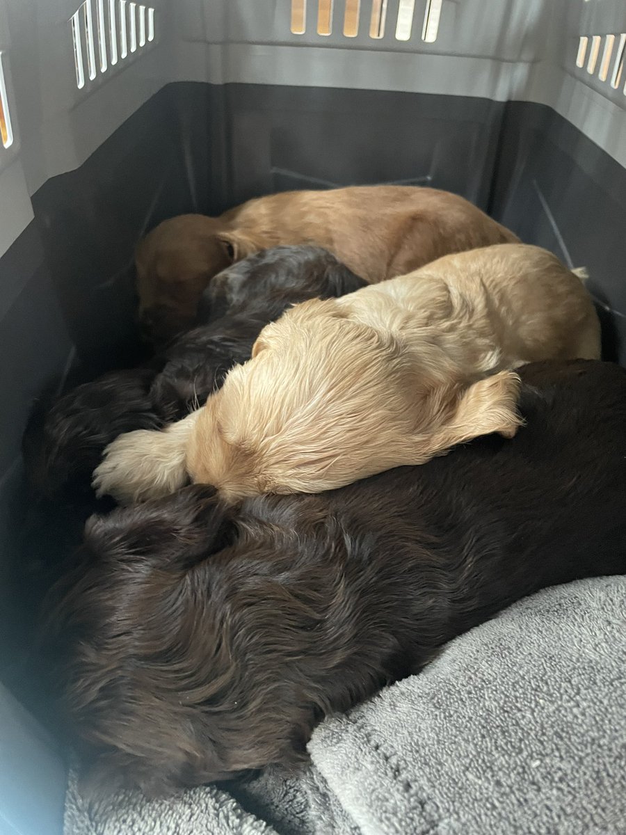 DoodlesquadNFT's tweet photo. One more for the #sleepydoodles out there 😍🥺 #doodlesquad #nftcomingsoon #availablepuppy #labradoodlepuppy #labradoodles https://t.co/W6rP4e6eoz